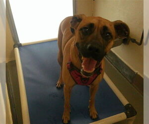 Boxador Dogs for adoption in Sanford, FL, USA