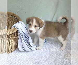 Mutt Dogs for adoption in Westwood, NJ, USA