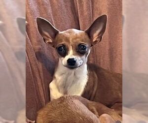 Chihuahua Dogs for adoption in Sistersville, WV, USA