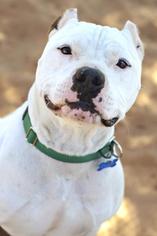 Small American Pit Bull Terrier-Dogo Argentino Mix
