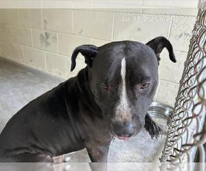 American Pit Bull Terrier-Unknown Mix Dogs for adoption in Ocala, FL, USA