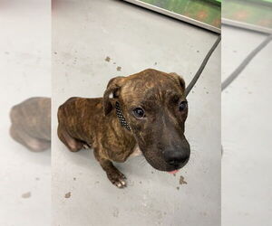 American Pit Bull Terrier Dogs for adoption in Waco, TX, USA