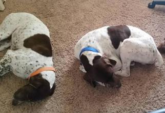 German Shorthaired Pointer Dogs for adoption in St. George, UT, USA