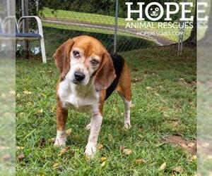 Beagle Dogs for adoption in Alton, IL, USA