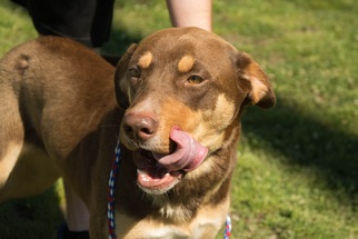 Medium Photo #1 Rottweiler Puppy For Sale in Bryan, TX, USA