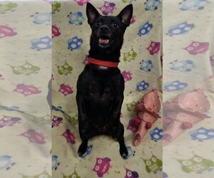 Chihuahua Dogs for adoption in Fairfield, IL, USA