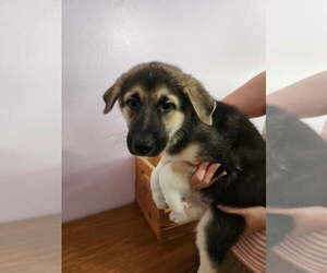 Mutt Dogs for adoption in The Woodlands, TX, USA