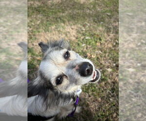 Papillon-Unknown Mix Dogs for adoption in Claremore, OK, USA