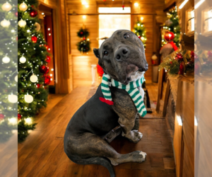 American Pit Bull Terrier Dogs for adoption in Vail, AZ, USA