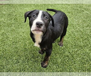 Labrador Retriever-Unknown Mix Dogs for adoption in Mission Viejo, CA, USA