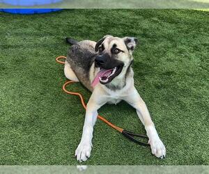 German Shepherd Dog-Unknown Mix Dogs for adoption in Orange, CA, USA