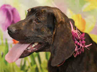 Labrador Retriever-Plott Hound Mix Dogs for adoption in Waynesville, NC, USA
