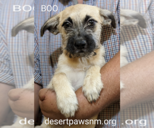 Shih Tzu-Unknown Mix Dogs for adoption in Pena Blanca, NM, USA