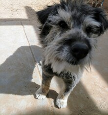 Miniature Labradoodle Dogs for adoption in Pena Blanca, NM, USA