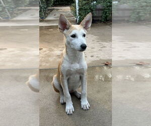 Huskies -Unknown Mix Dogs for adoption in Dana Point, CA, USA