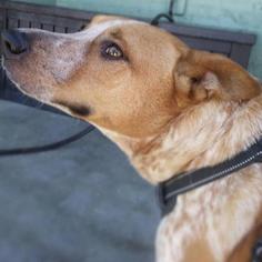 Australian Shepherd Dogs for adoption in Roanoke, VA, USA
