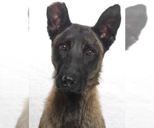 Mutt Dogs for adoption in Burbank, CA, USA