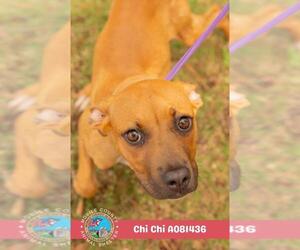 American Bulldog-Unknown Mix Dogs for adoption in Mobile, AL, USA