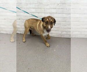 German Shepherd Dog-Unknown Mix Dogs for adoption in San Bernardino, CA, USA