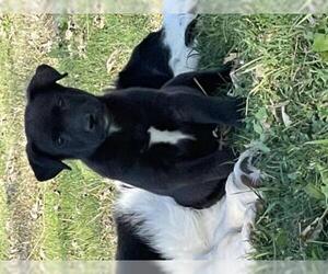 Labrador Retriever-Unknown Mix Dogs for adoption in Prague, OK, USA
