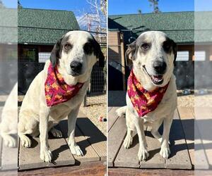 Sheprador Dogs for adoption in Frisco, CO, USA