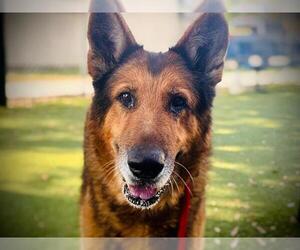 German Shepherd Dog Dogs for adoption in Orlando, FL, USA