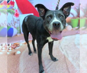 American Pit Bull Terrier-Unknown Mix Dogs for adoption in Long Beach, CA, USA