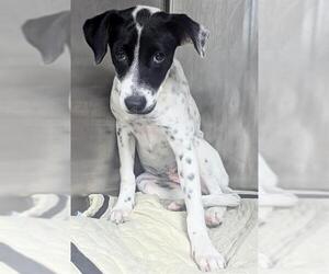 American Staffordshire Terrier Dogs for adoption in Fort Lauderdale, FL, USA