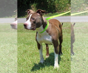 American Pit Bull Terrier Dogs for adoption in Prattville, AL, USA