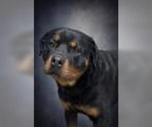 Rottweiler Dogs for adoption in Redlands, CA, USA