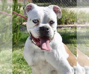 Boxer Dogs for adoption in Palo Alto, CA, USA