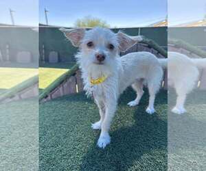 Wapoo Dogs for adoption in Tempe , AZ, USA
