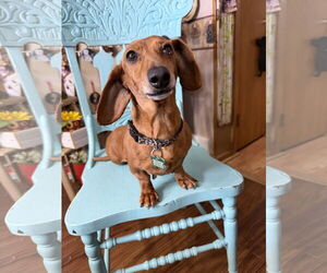 Dachshund Dogs for adoption in Sioux Falls, SD, USA