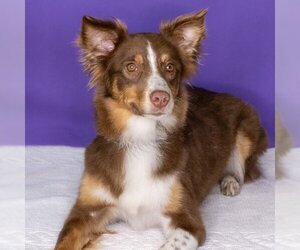 Australian Shepherd Dogs for adoption in New Albany, OH, USA