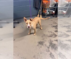 American Staffordshire Terrier-Siberian Husky Mix Dogs for adoption in Tallahassee, FL, USA