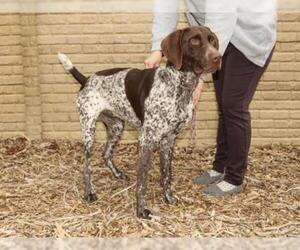 German Shorthaired Pointer Dogs for adoption in Ojai, CA, USA