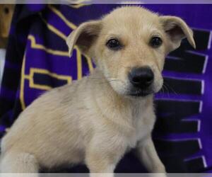 Mutt Dogs for adoption in Thief River Falls, MN, USA