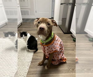 American Pit Bull Terrier Dogs for adoption in Denver, CO, USA