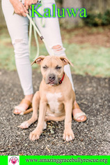 American Staffordshire Terrier-Black Mouth Cur Mix Dogs for adoption in Pensacola, FL, USA