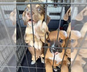Chihuahua-Unknown Mix Dogs for adoption in San Martin, CA, USA