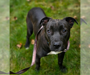 American Pit Bull Terrier Dogs for adoption in Redmond, WA, USA