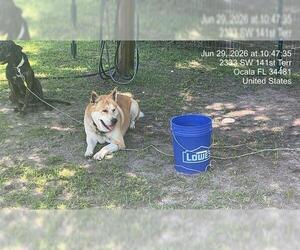 Akita-Unknown Mix Dogs for adoption in Ocala, FL, USA