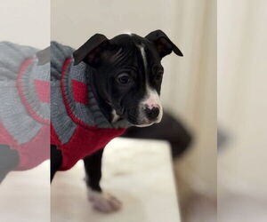 Bulldog-Unknown Mix Dogs for adoption in Tarrytown, GA, USA