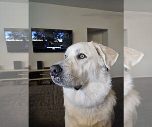 Great Pyrenees-Unknown Mix Dogs for adoption in Fort Collins, CO, USA