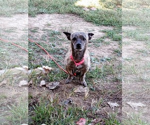 Chiweenie Dogs for adoption in Stover, MO, USA