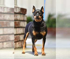 Miniature Pinscher Dogs for adoption in San Jose, CA, USA