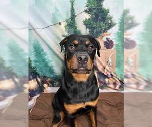 Rottweiler Dogs for adoption in Henderson, NV, USA