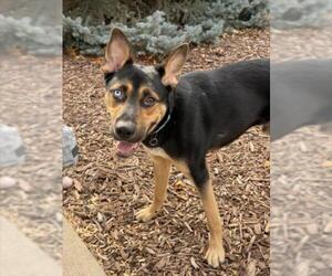 German Shepherd Dog-Siberian Husky Mix Dogs for adoption in Fort Collins, CO, USA