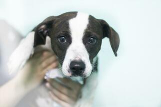 Boglen Terrier Dogs for adoption in Mountain Home, AR, USA