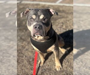 Mutt Dogs for adoption in Virginia Beach, VA, USA